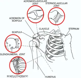 Fig. 1.  Shoulder complex: bones and joints. 