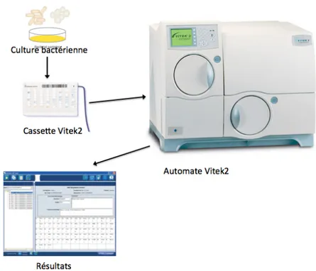 Figure 3 : Schéma simplifié des étapes d’identification par l’automate Vitek 2,  bioMérieux® 