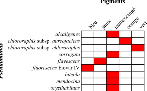 Tableau  9 :  Principaux  pigments  non  fluorescents  produits  selon  les  espèces  de  Pseudomonas [6, 26] (rouge = présence/ blanc = absence) 