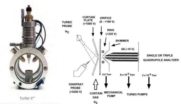 Figure 5 : Source électrospray turboV ®  [23] 