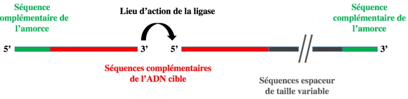 Figure 6 : Représentation schématique de la MPLA 