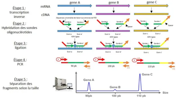 Figure 7 : Profil d'expression génique par RT-MLPA 