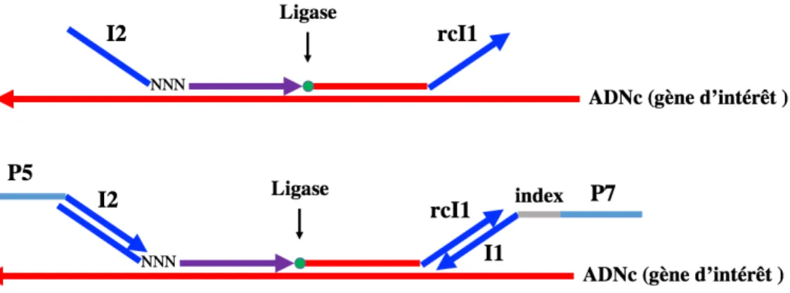 Tableau 3 : Séquences nucléotidiques universelles utilisées pour la RT-MLPA « NGS »  2