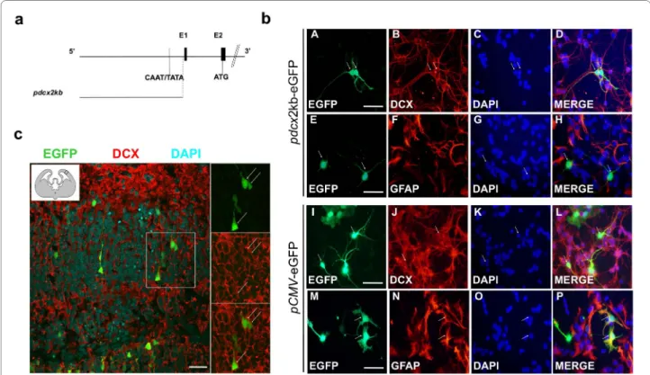 Figure 2 Confirmation of Dcx expression in cerebellum extracts  and embryonic stem cells during neuronal differentiation