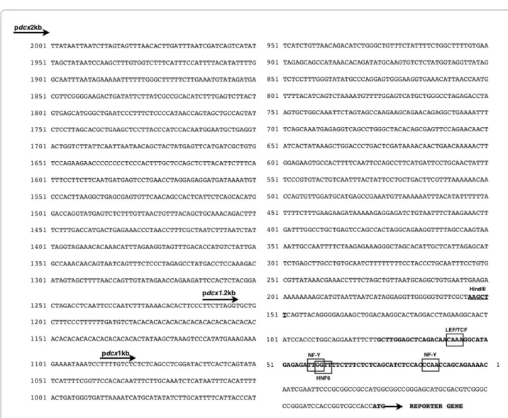 Figure 6 Nucleotide sequence of the mouse Dcx gene regulatory sequence. The fragments corresponding to pdcx2kb, pdcx1.2kb, pdcx1kb (ob- (ob-tained by PCR) and pdcx249bp (ob(ob-tained by enzymatic restriction) are represented