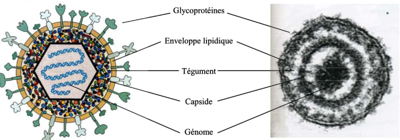Figure 1  : Morphologie des herpèsvirus. Représentation schématique et photographie en  microscopie électronique à contraste négatif d’une particule d’herpèsvirus (Adapté de Flint et al.,  2004)