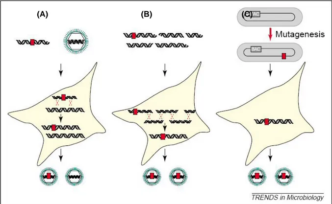 Figure 12 : Méthode de mutagenèse des herpèsvirus.  (A) Recombinaison homologue en cellule  eucaryote