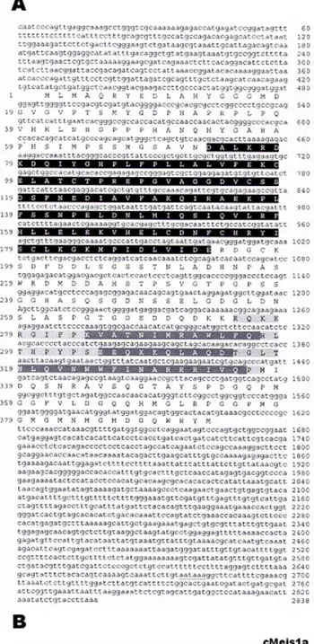 Fig. 1. (A) Nucleotide sequence and open reading frame of the zebrafish meis2 gene. The conserved MEINOX domain is highlighted in black