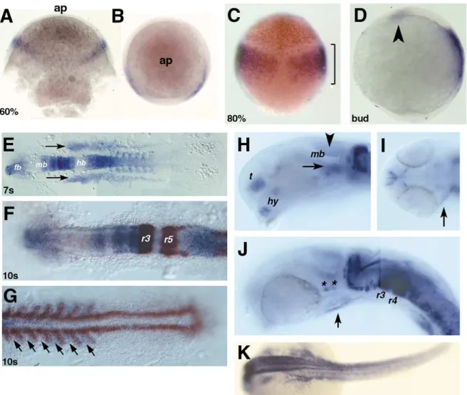 Fig. 2. Expression of meis2 in wildtype zebrafish embryos from gastrulation to 24 h post-fertilization (hpf)
