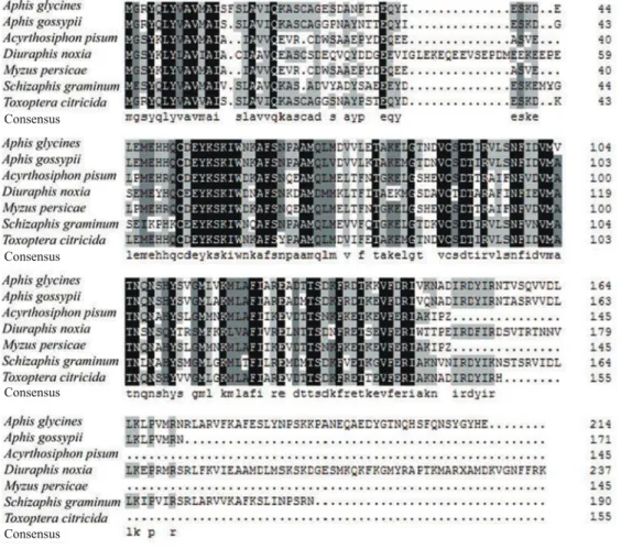 Fig. 2  Amino acid sequence alignment of C002 in different aphid species.  Aphis glycines, soybean aphid; Aphis gossypii, cotton  aphid; Acyrthosiphon pisum, pea aphid; Diuraphis noxia, Russian wheat aphid; Myzus persicae, green peach aphid; Schizaphis  gr