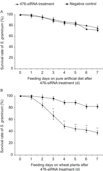 Fig. 6  Effects  of  SgC002 silencing on the survival rate of   S. graminum.  A, the survival rate of S