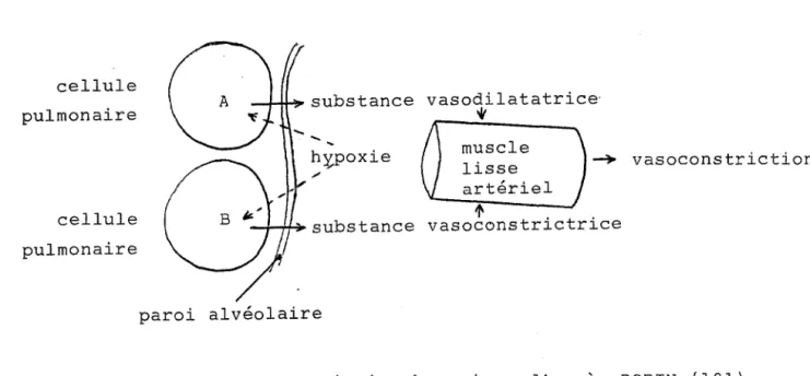 figure  4  La  vasoconstriction  hypoxique  d'après  ROBIN  (101). 