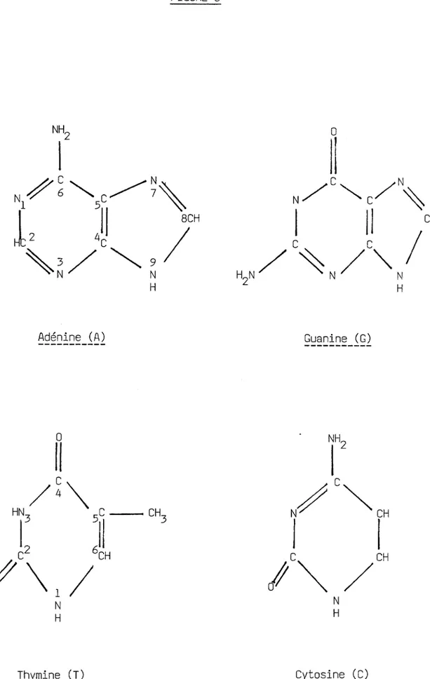 FIGURE 6 CH3  0Guan ine  (G)/c~  r&#34; &#34;CH  l 1 ~~  c N CH  H