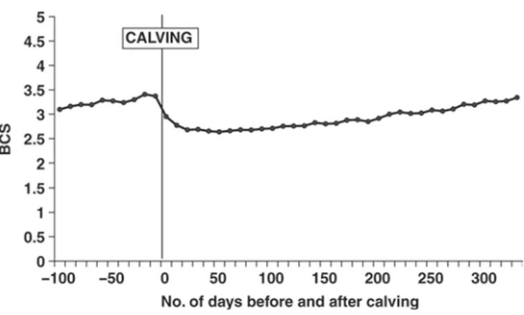 Figure 1 presents daily means of BCS from 100 d  before calving to 335 d after calving