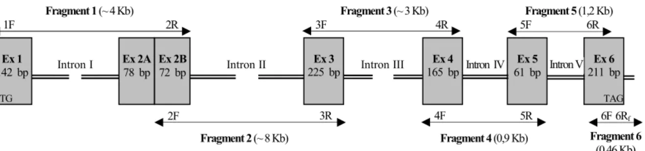 Figure 2 shows the result of the amplification of the three first fragments. Introns  1,  2  and  3  are  very  extensive,  giving  a  PCR  product  of  approximately  4,  8  and  3  kb,  respectively