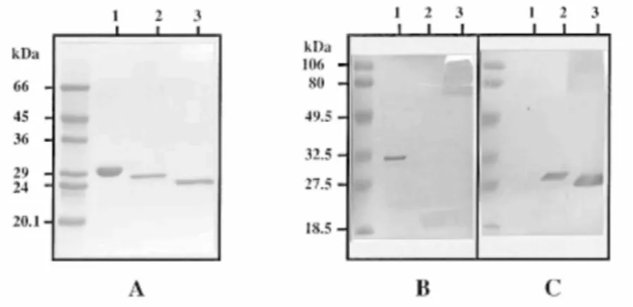 Figure 3 SDS/PAGE (12% gels) of AlxM B  (lanes 1), P. alginovora Aly-[His-tag] (lanes 2) and P