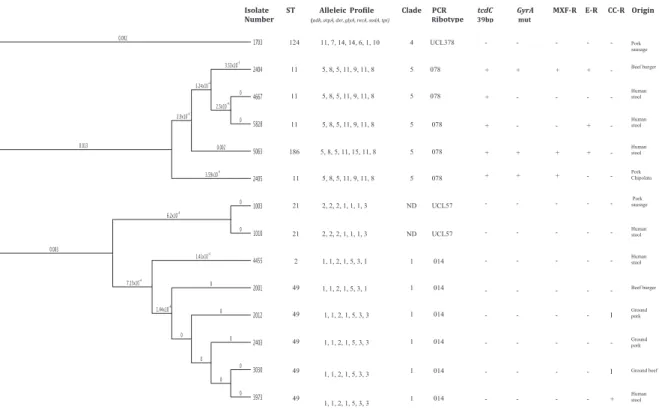 Fig. 1. Neighbour-joining phylogenetic tree showing the relationships between meat and human C