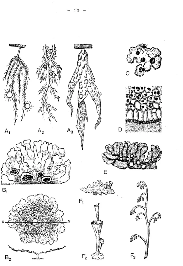 Fig.  6  - Principaux  types  morphologiques 