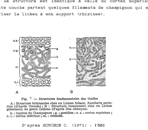Fig.  7  - Structures  fondamentales  des  thalles 