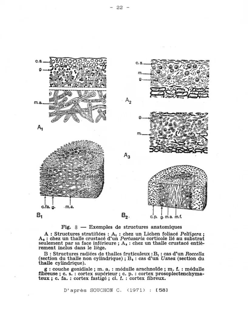 Fig.  8  - Exemples  de  structures  anatomiques 