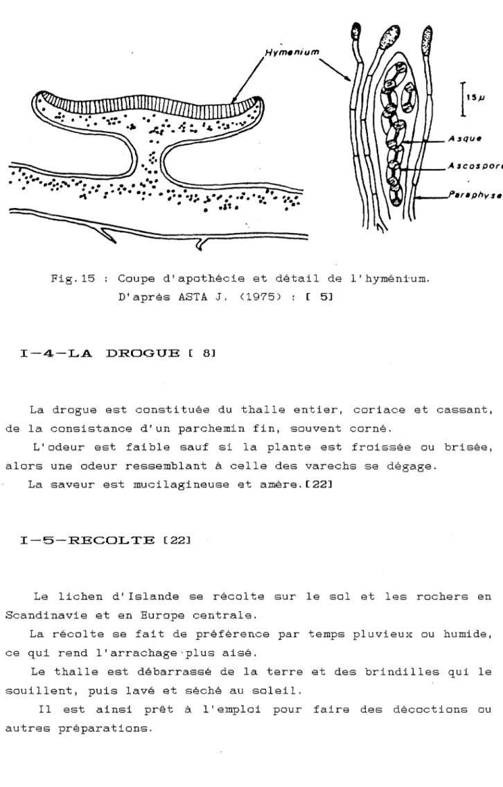 Fig. 15  Coupe  d'apothécie  et  détail  de  l' hyméni·um. 