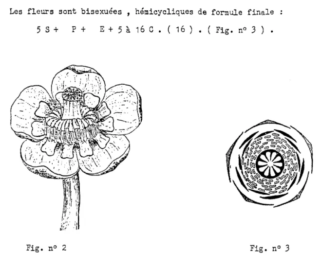 Fig.  n°  2  Fig.  n°  3 