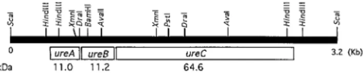 FIG. 1. Physical map of C. perfringens urease subunits gene cluster. The boxes, labeled ureA, ureB, and ureC, indicate the physical positions of each of the ure open reading frames