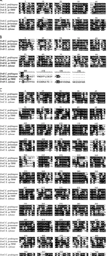 FIG. 2. Amino acid sequence similarities between C. perfringens urease sub- sub-units and those from L