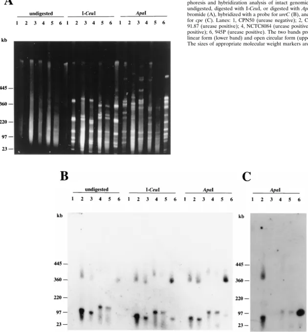 FIG. 5. Localization of urease genes on plasmids. Pulsed-field gel electro- electro-phoresis and hybridization analysis of intact genomic DNA which was either undigested, digested with I-CeuI, or digested with ApaI stained with ethidium bromide (A), hybrid