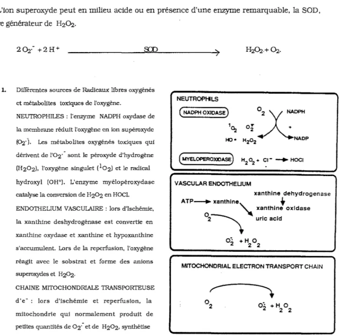 Fig 1.  Différentes sources de Radicaux libres oxygénés  et métabolites  toxiques de l'oxygène