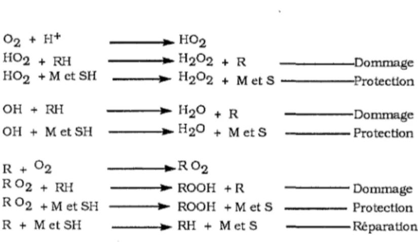 Fig  21.  Rôle de la métallothionéine dans la protection contre les RLO  (138). 
