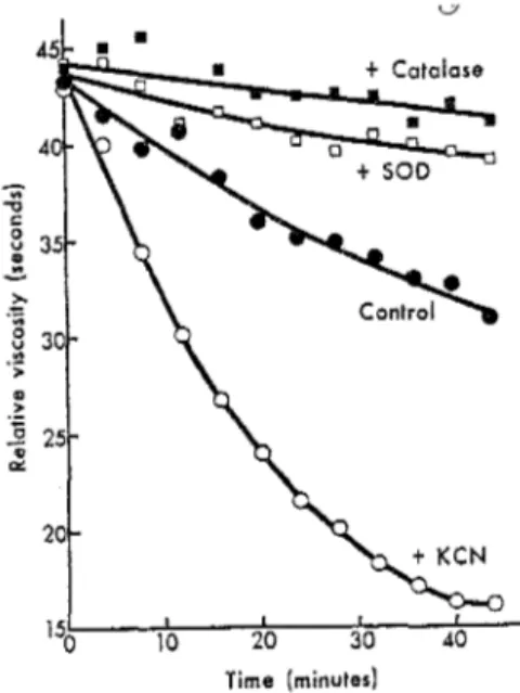 Fig  23.  Dégradation  du  liquide  synovial  de  boeuf  soumis  à  une source de  production de RLO  générés  le  système  xanthine/xanthine  oxydase