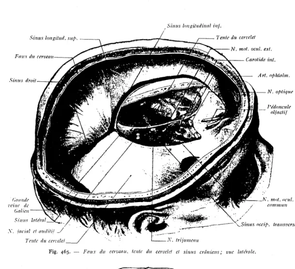 Fig.  466. - Tc11tc  d11  Ct'l'i'l'it'I  d  1&lt;'111&#34;  de  l'ltvpnphyse,  ''ucs  d'en  ltaut