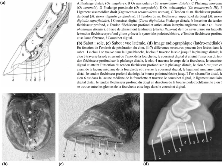 Fig. 1  :  (a) Structures anatomiques de l’extrémité digitale en coupe para-sagittale