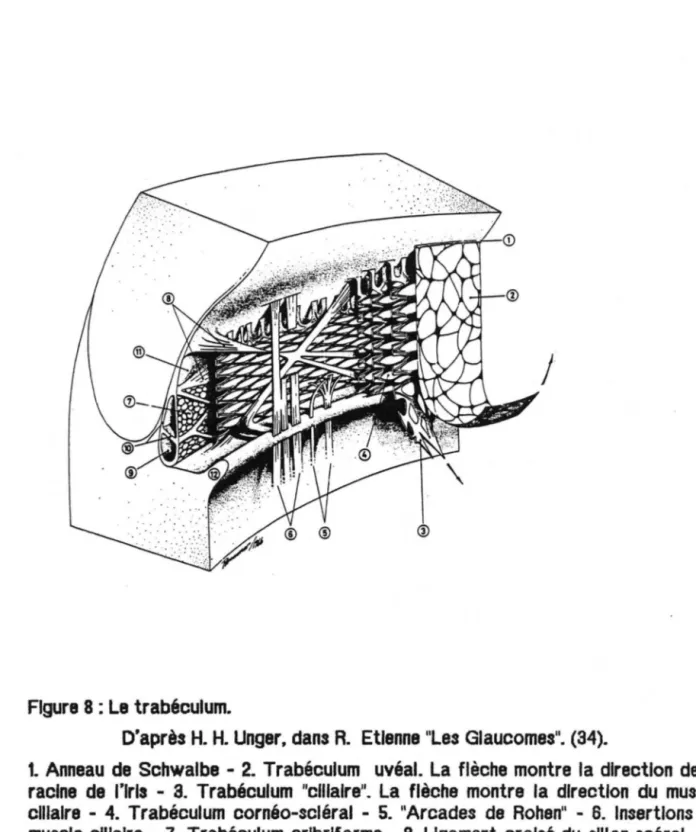 Figure 8 : Le trabéculum. 