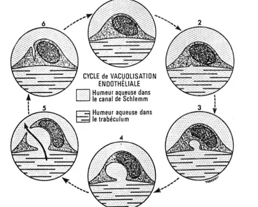 Figure  11  - Représentation  schématique  du  cycle  de  vacuolisation  au  niveau  de  l'endothélium  de  la  paroi  Interne  du  canal  de  Schlemm,  (d'après  R.C