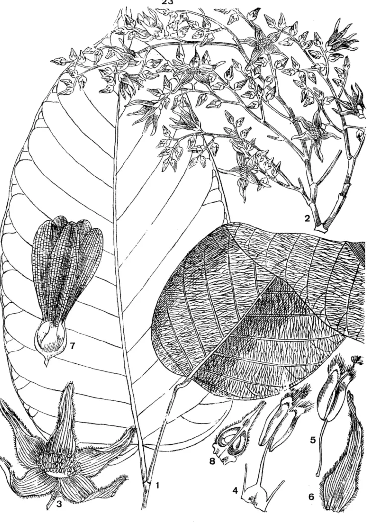 Figure 4:  Shorea robusta,  Gaertn. 