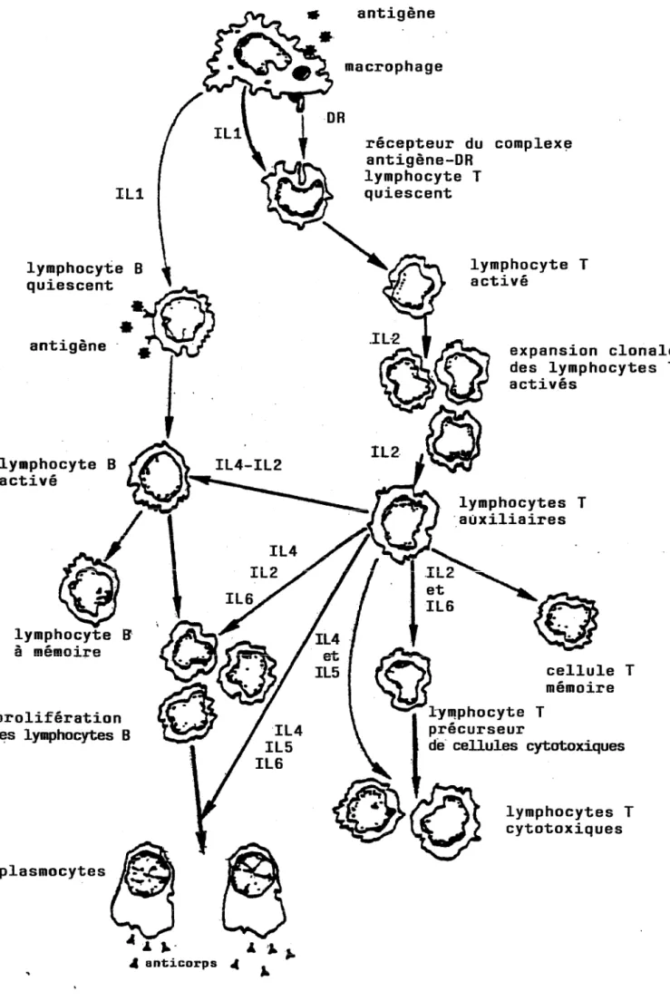 FIGURE  1  LES  INTERLEUKINES  DANS  LA  REPONSE  IMMUNITAIRE 