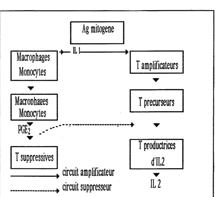 fIGURE  7  :  MECANISME  DE  PRODUCTION  DE  L'IL-2 