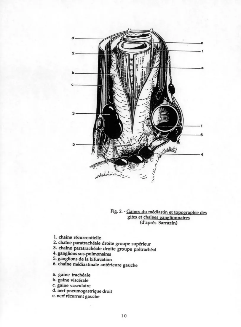 Fig. 2. - Gaines du médiastin et topo&amp;raphie des  gites et chaînes ganglionnaires 