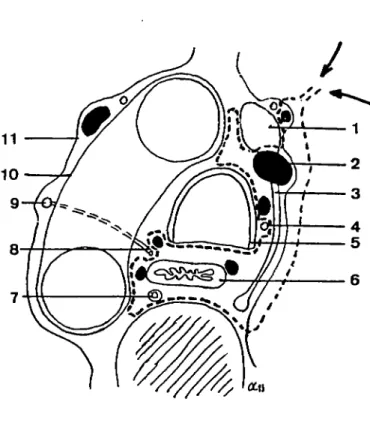 Fig. 12.  - curage médiastinal: coupe en  T4.  vue supérieure 