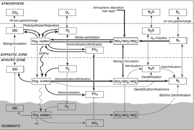 Figure II-4: Marine nitrogen cycle coupled with carbon, oxygen and phosphorus cycles. 