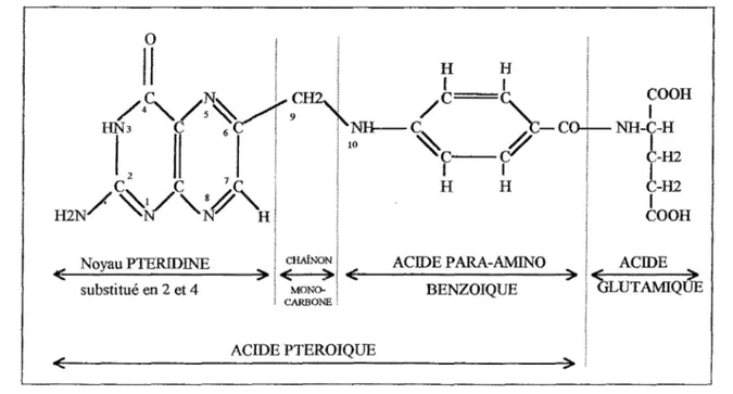 Fig.  1 :structure schématique de l'acide folique [LOUISOT- P (1974)J. 