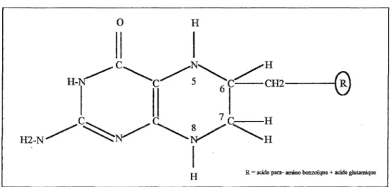 Fig.  2 : structure schématique de l'acide 5-6-7-8- tétrahydrofolique (FH 4  ou THF)  [LOUISOT- P (1974)]