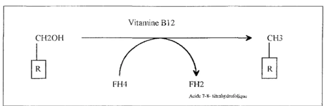 Fig. 4  : fonctionnement du coenzyme folique dans la réduction des unités monocarbonées  [LOUISOT- P (1974)]