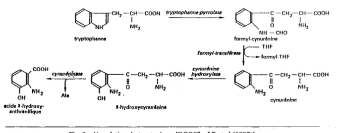 Fig.  8 : dégradation du tryptophane [BOREL- J.P et al (1987)]. 