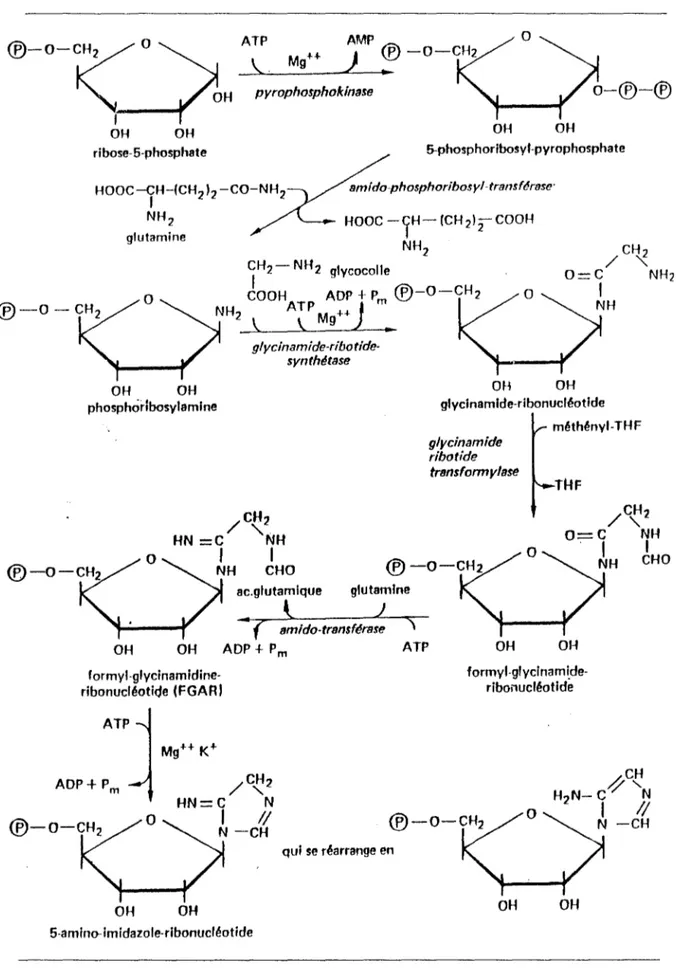 Fig.  1 Oa  : étapes de la  transformation du  ribose- 5- phosphate en 5- ami no- imidazole- ribonucléotide  [BOREL-J.P et al  ( 1987)]