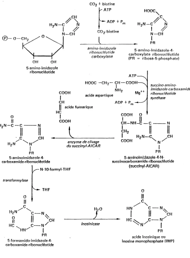 Fig.  ; 0 b  : étape de la  transformation de l'amine- imidazole ribonucléotide en lM P