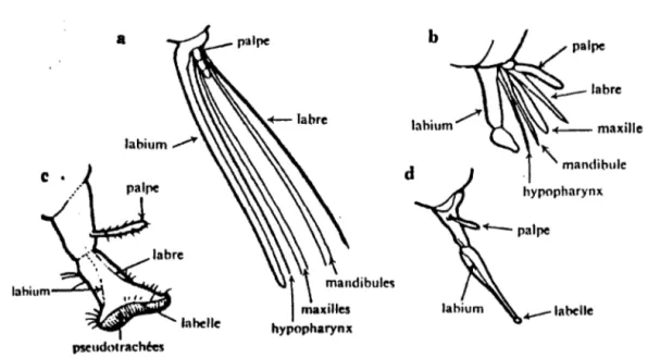 Fig.  4  - 4 types d'appareil buccal rencontrés chez les diptères : a. Moustique ; b. Taon ; c