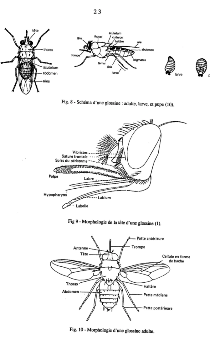 Fig. 8 - Schéma d'une glossine: adulte, larve, et pupe {10). 